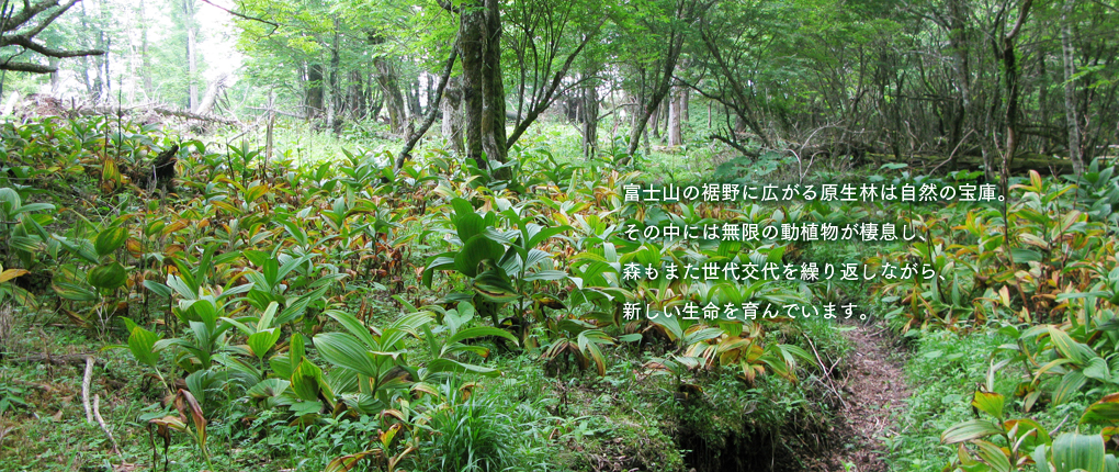 top_imageb02.jpg
